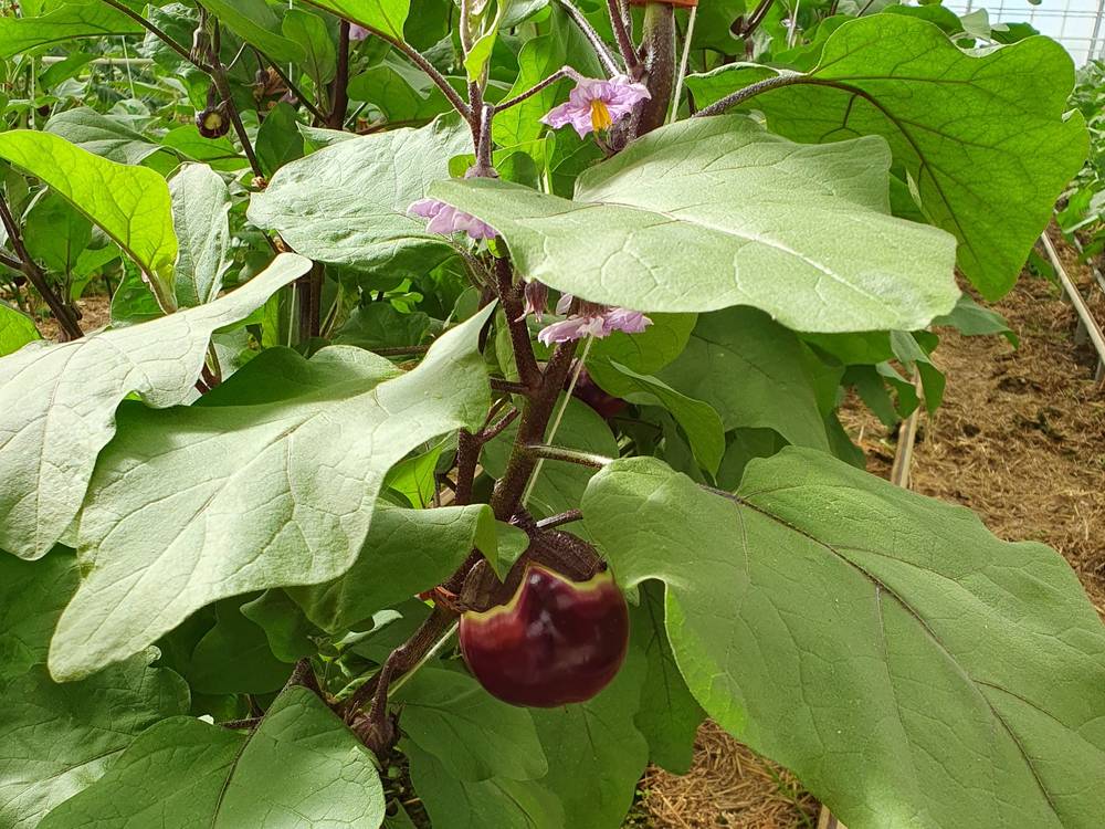 Auberginenpflanze mit violetter Blüte und reifer Frucht im Gewächshaus