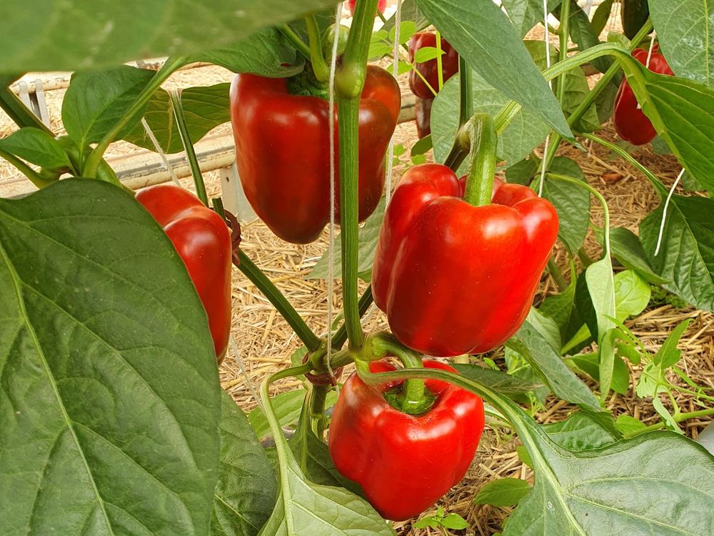 Reife rote Paprika wachsen an einer Pflanze im Gewächshaus