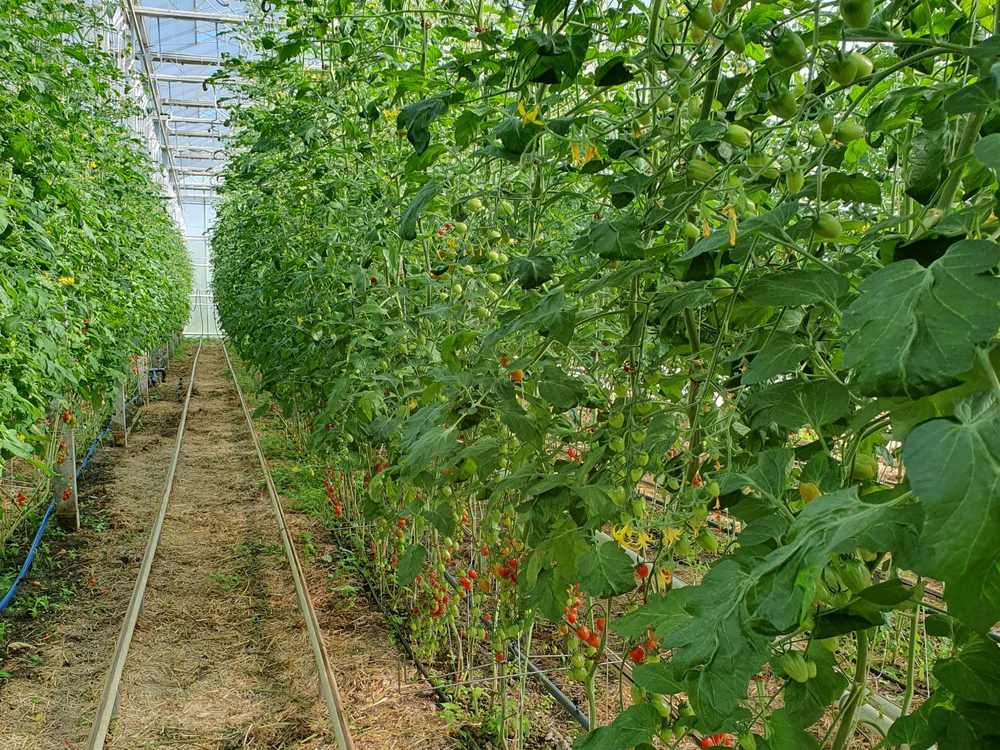 Tomatenpflanzen mit grünen und roten Früchten wachsen in langen Reihen im Gewächshaus